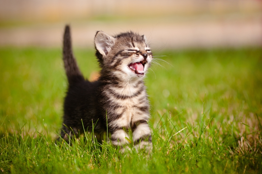 Котенок мяукает