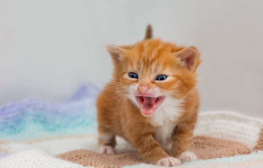 Маленькие котята мяукают