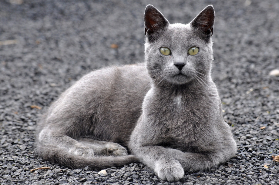 Кошка серая