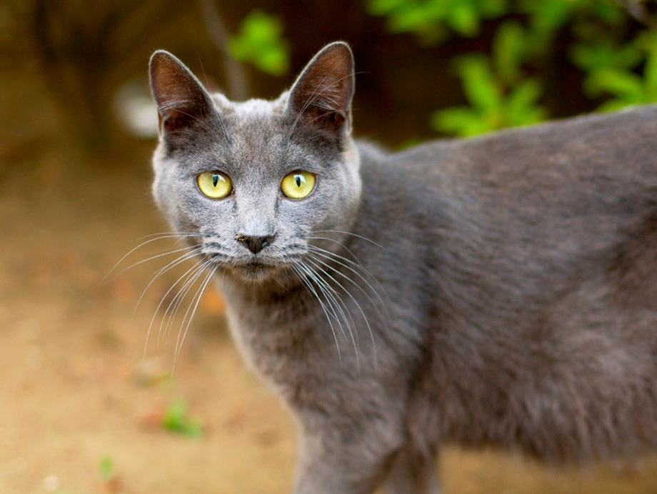 Кошка серая