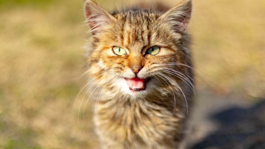 Морда кота мяукает