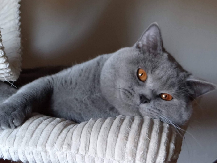 Котёнок пепельного окраса