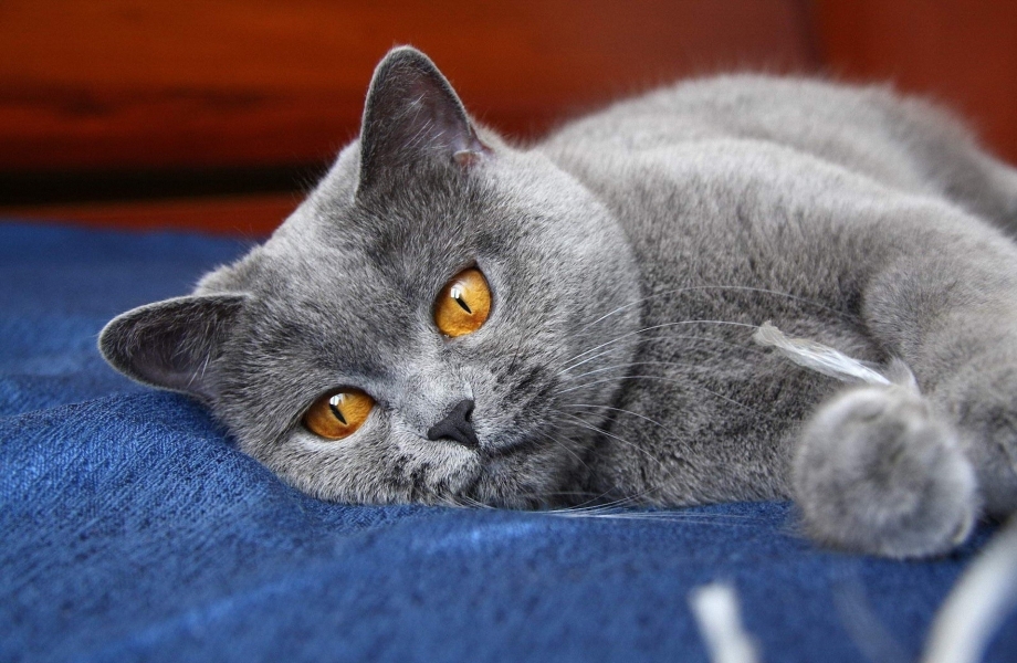 Британская кошка короткошерстная серая