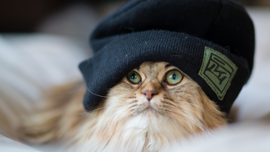 Крутые коты