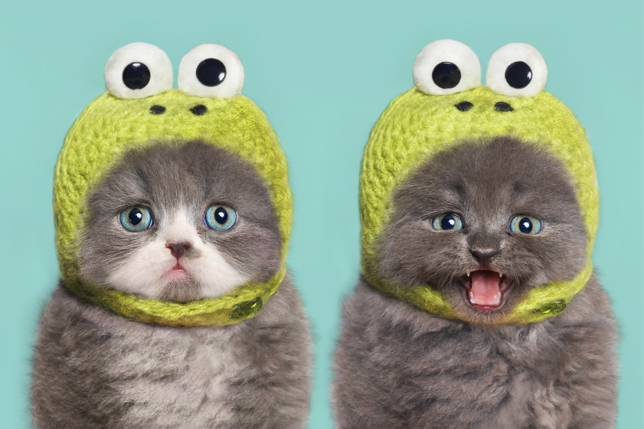 Котенок в шапочке
