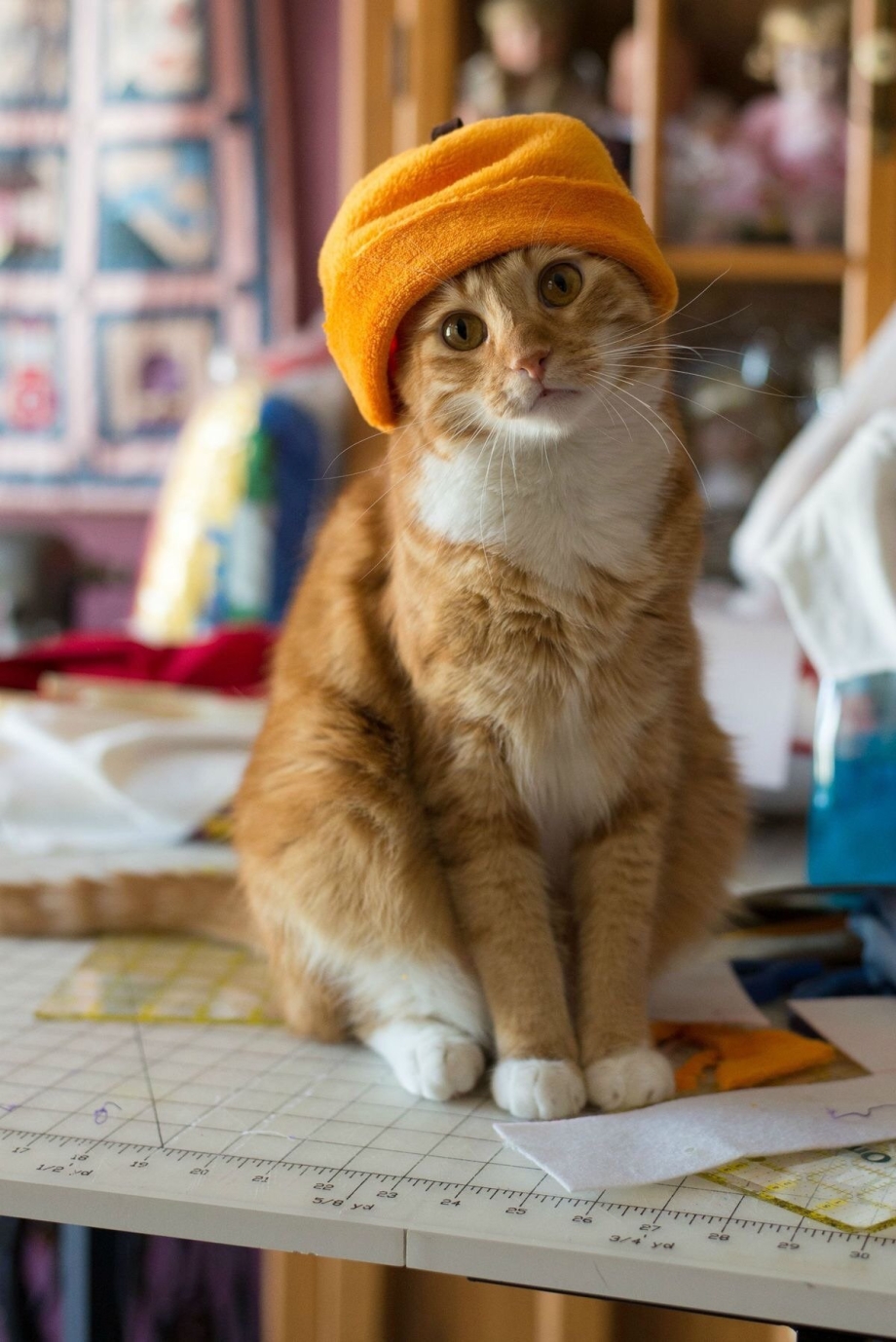Рыжий кот в шапке