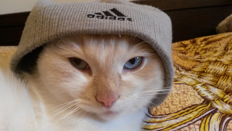 Крутые коты