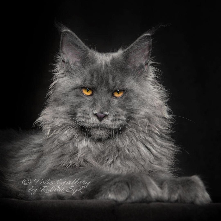 Кошка Герда