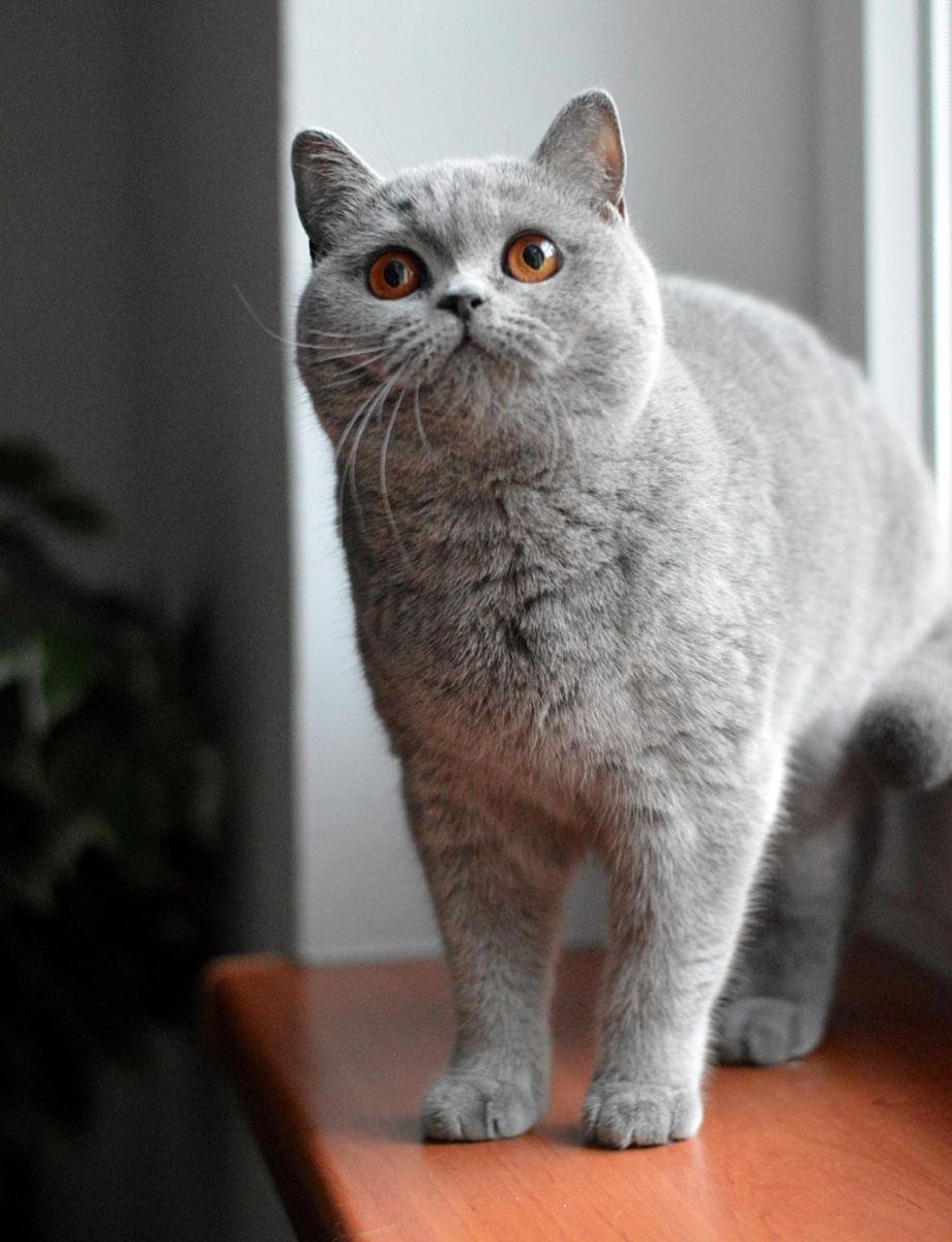 Большие серые кошки