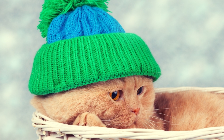 Котенок в шапочке