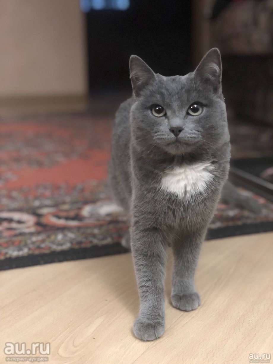 Британская пепельная кошка