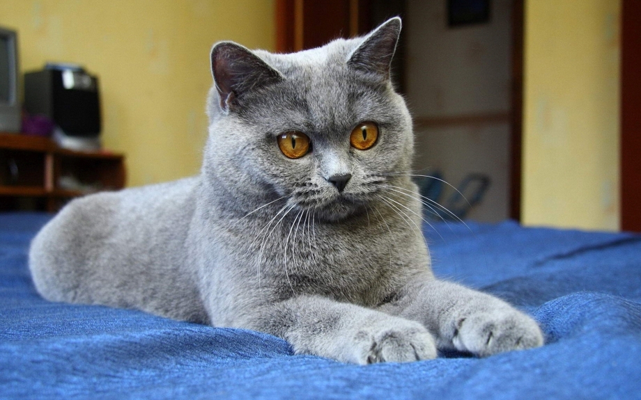 Британский короткошерстный кот серый
