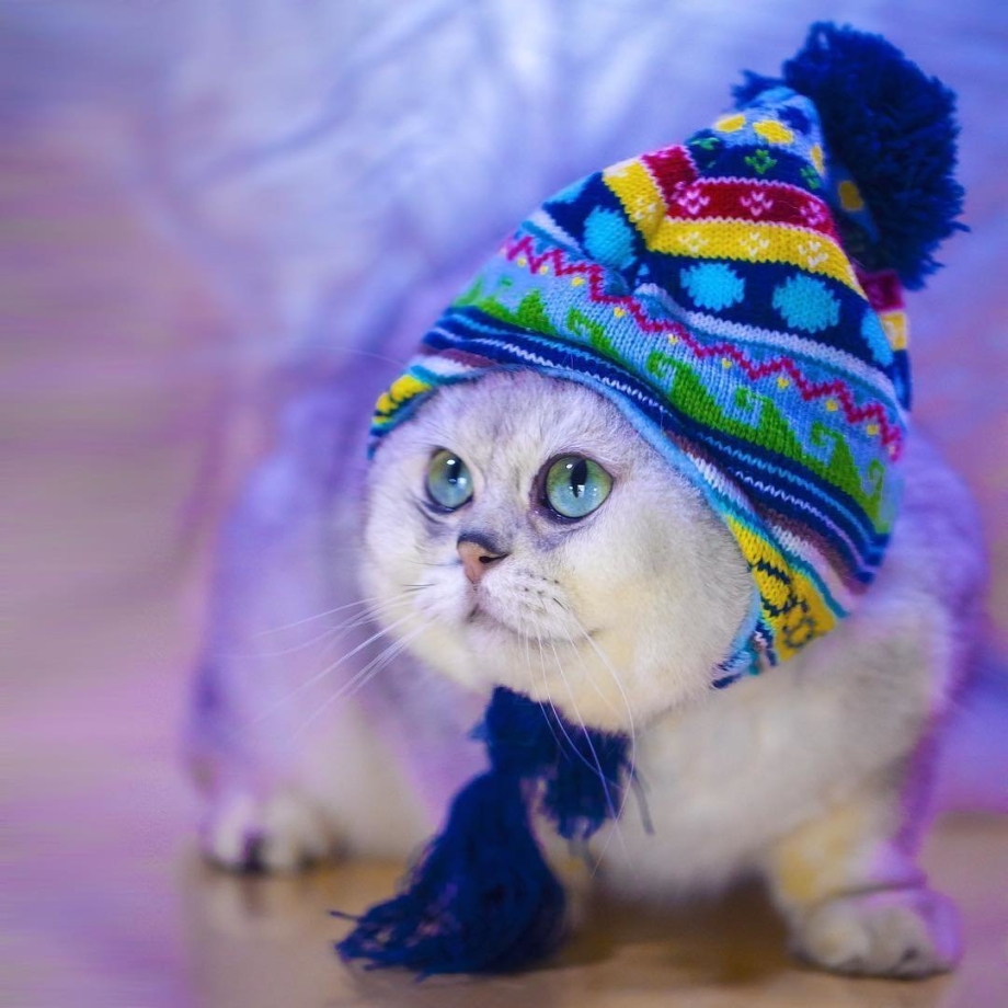 Шапочка котика