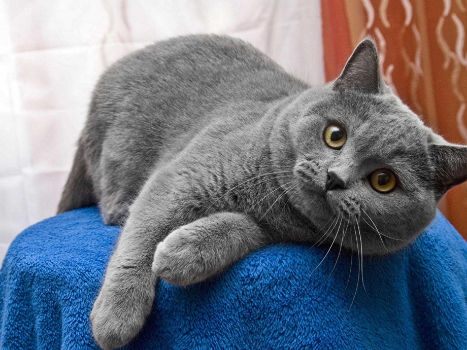 Пепельный британец кот