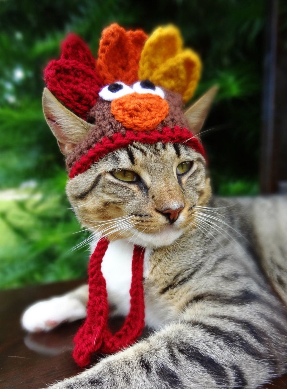 Шапочка кошки