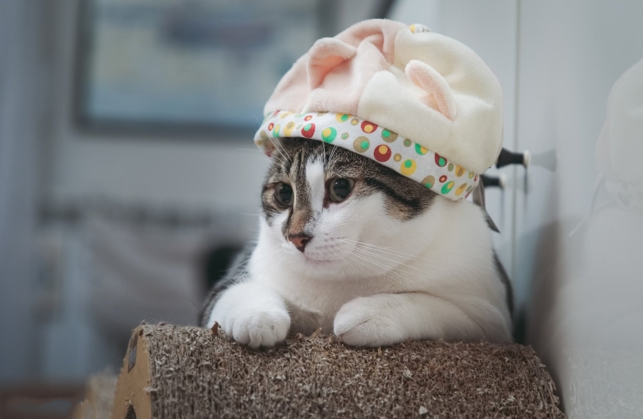 Коты в шапочках