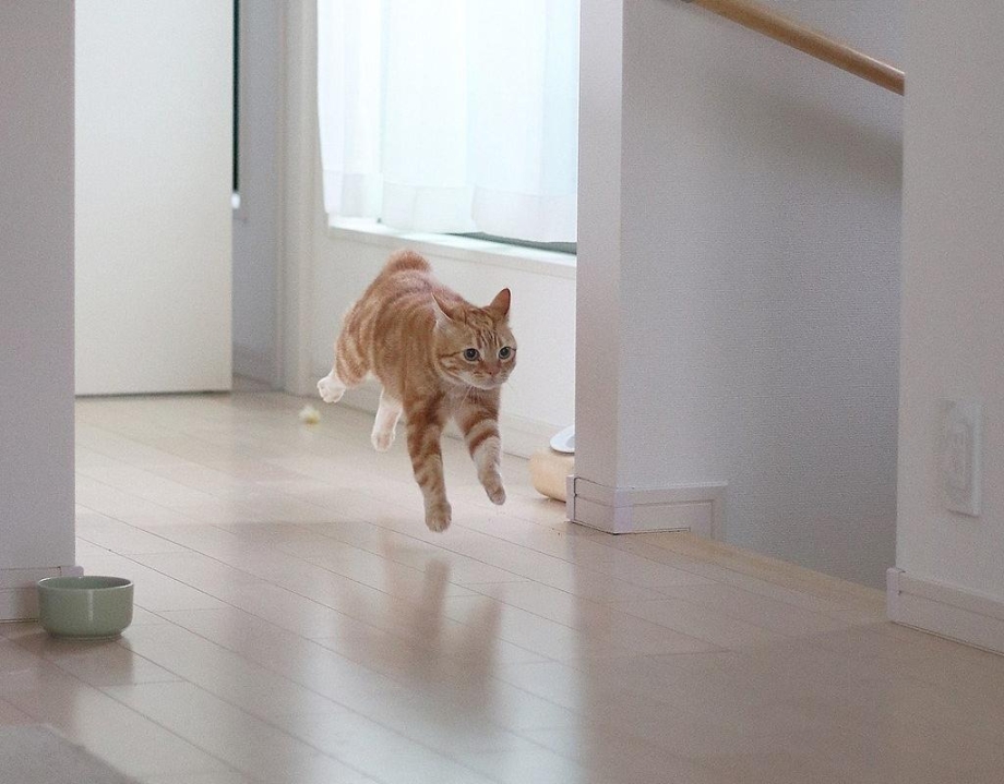 Кошка кв