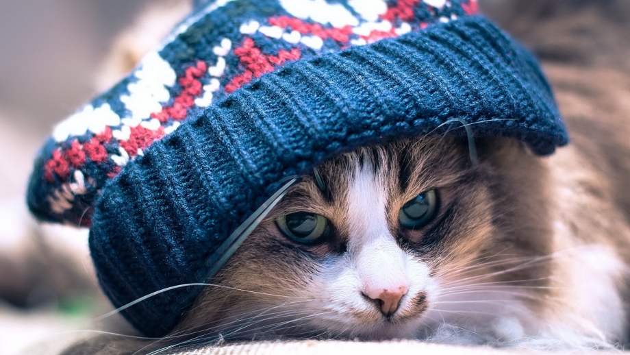 Котенок в шапочке
