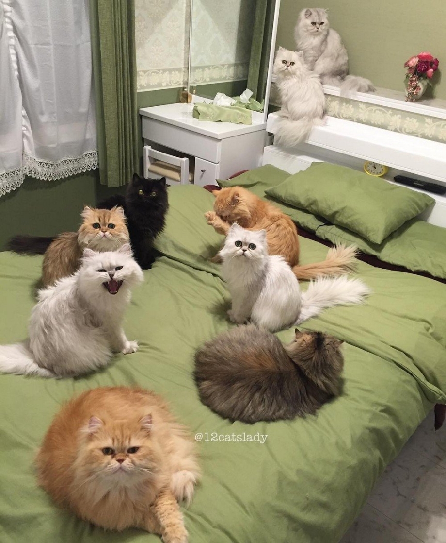 Много котов в доме
