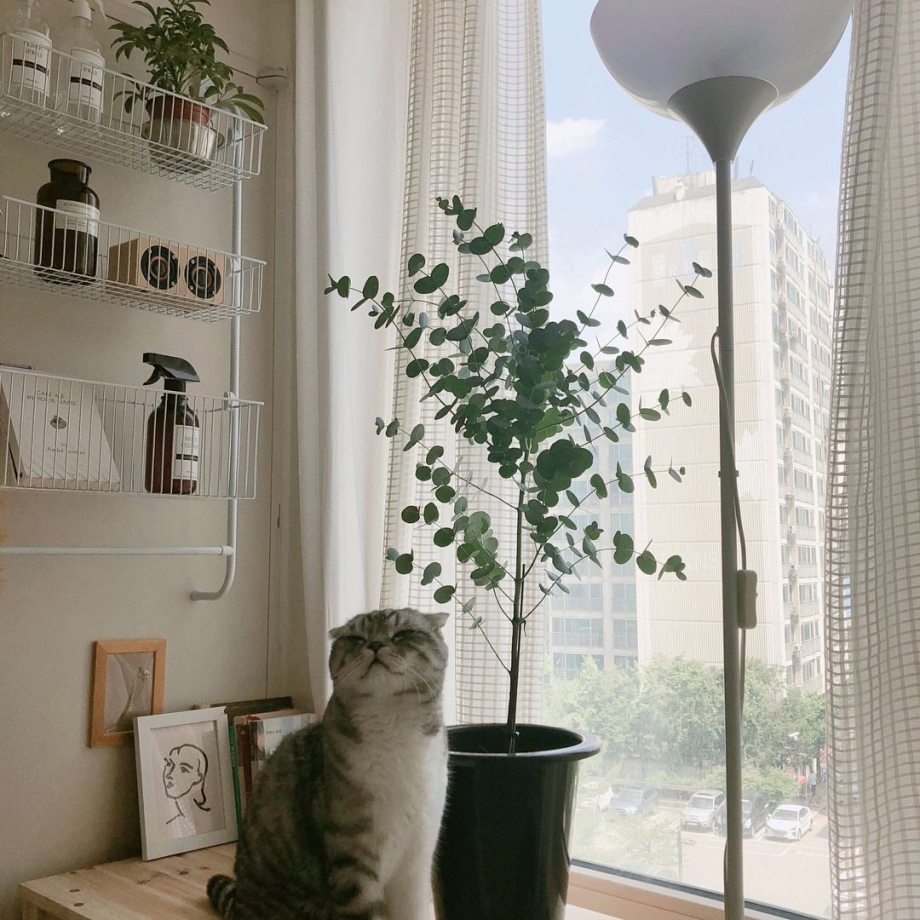 Кошка в квартире Эстетика