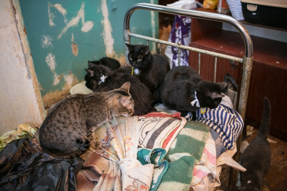 Кошка в квартире