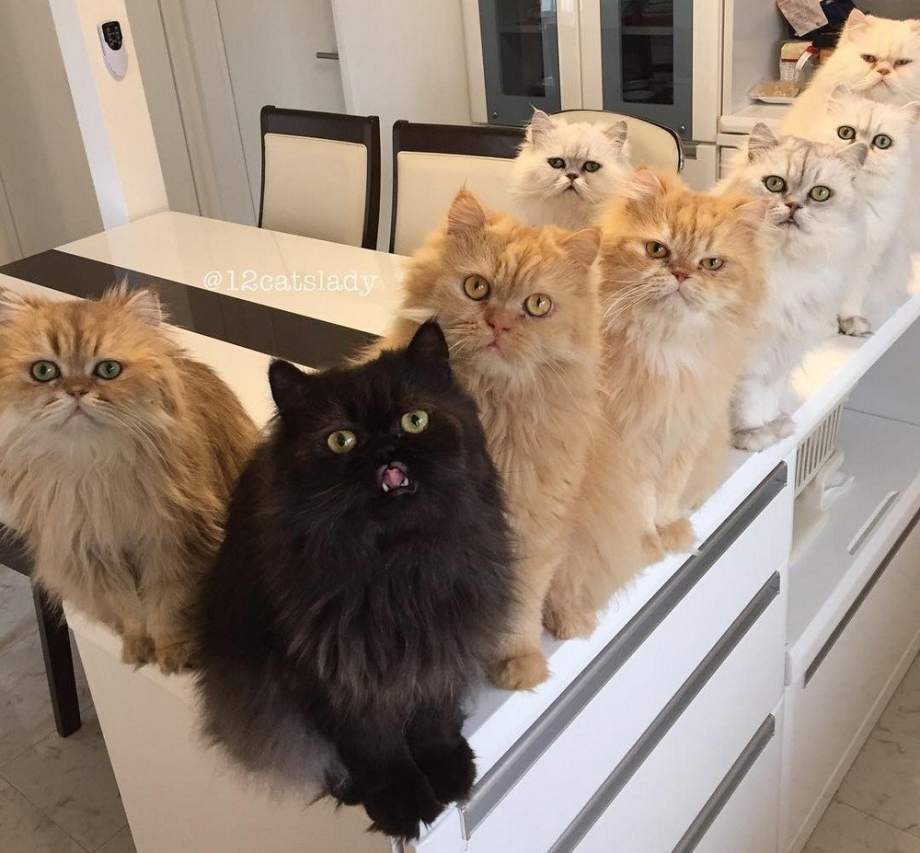 Коты в квартире