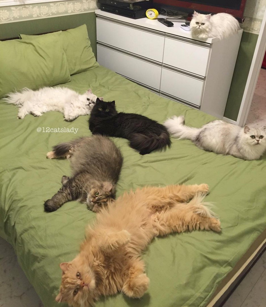 Коты в квартире