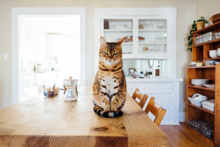Кот на кухонном столе
