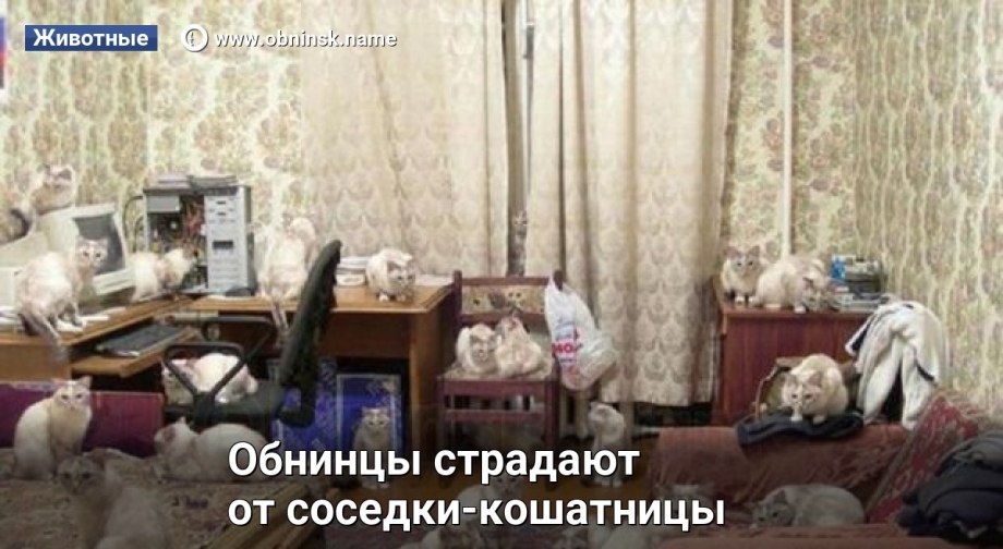 Много котов в комнате