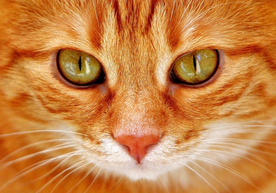 Рыжая кошка