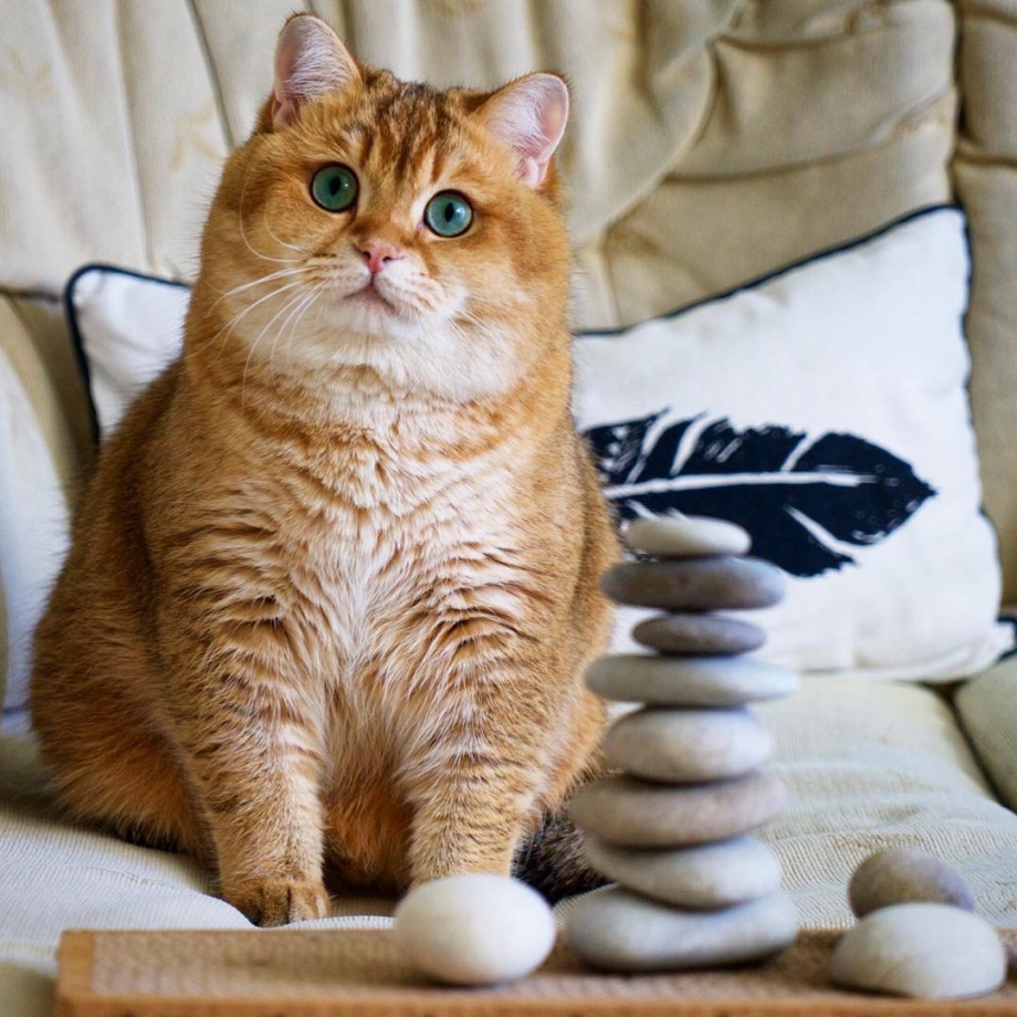 Британский короткошерстный кот рыжий