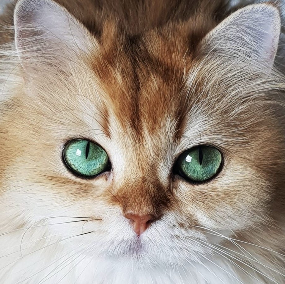 Кошка с зелеными глазами