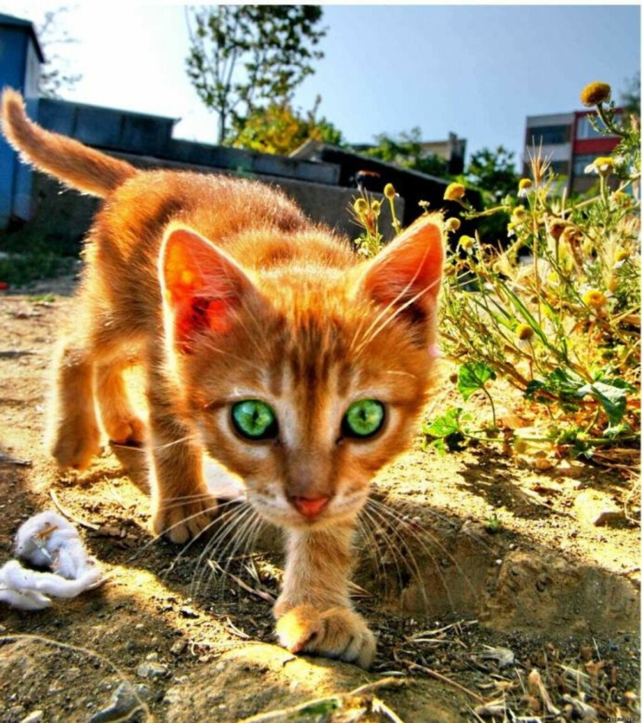 Огненно рыжие котята
