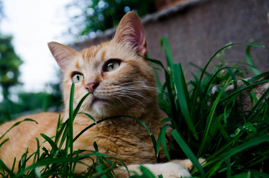 Брутальные рыжие коты
