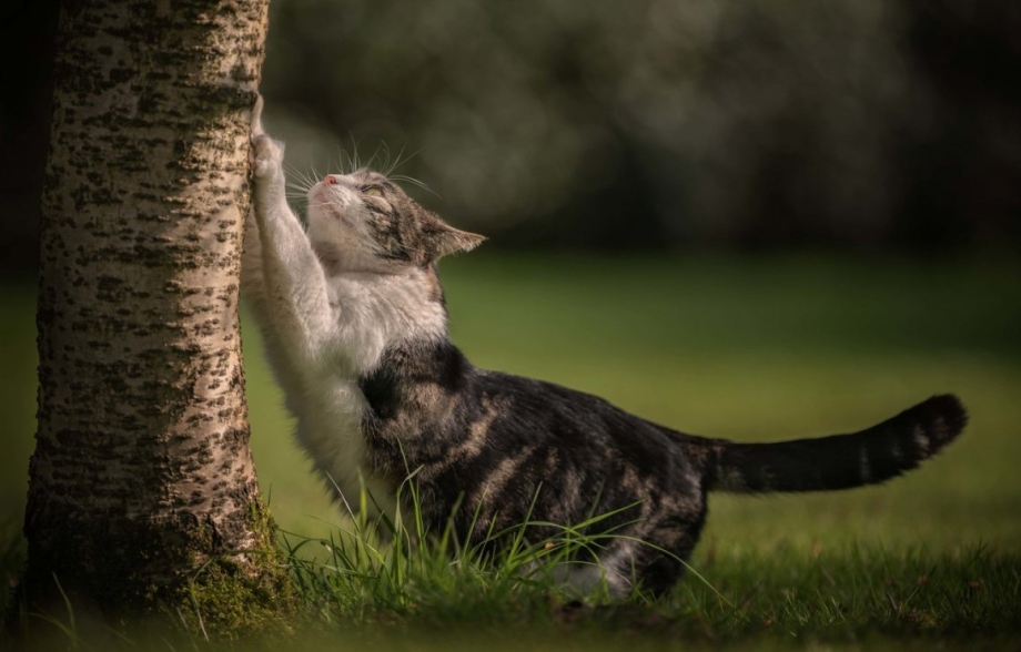 Котик Царапка