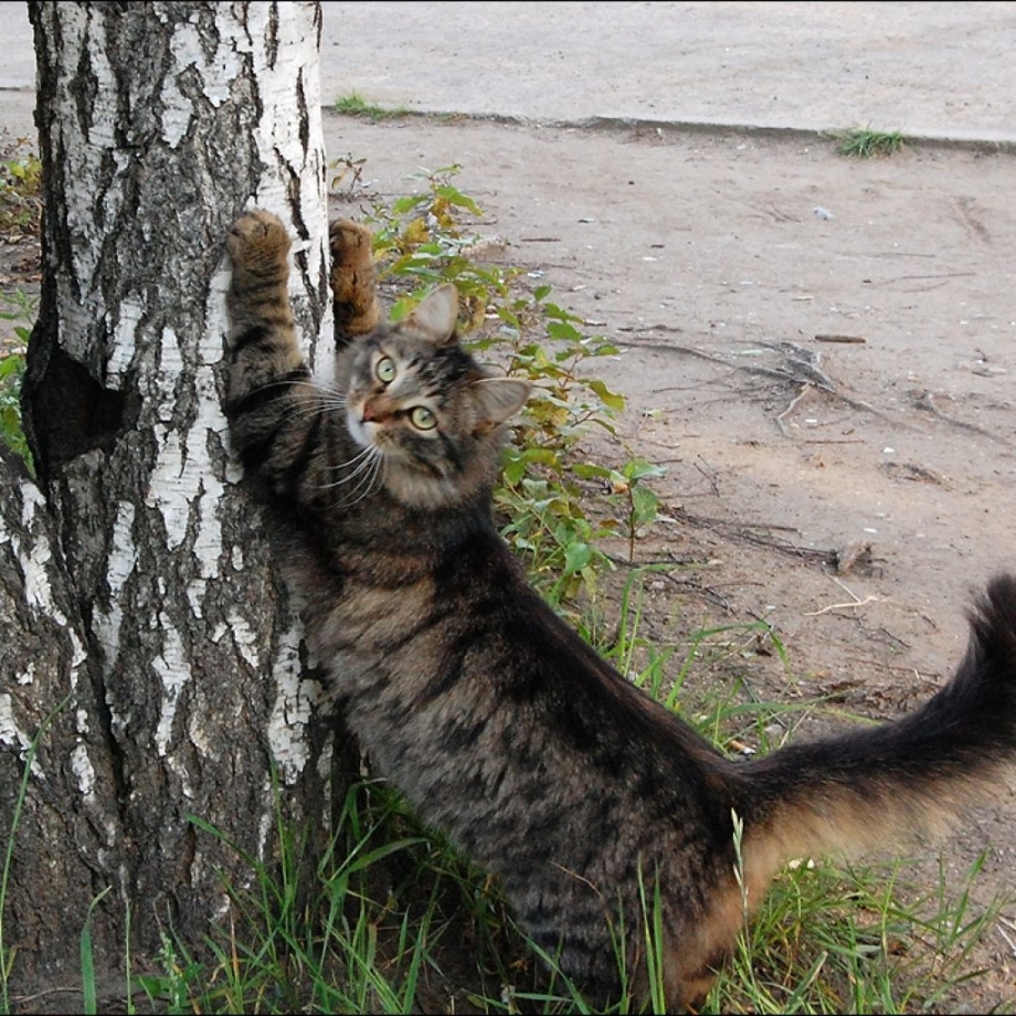 Кошка скребет