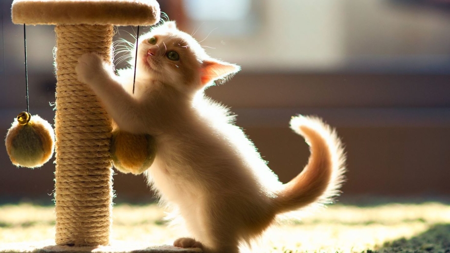 Котенок на когтеточке