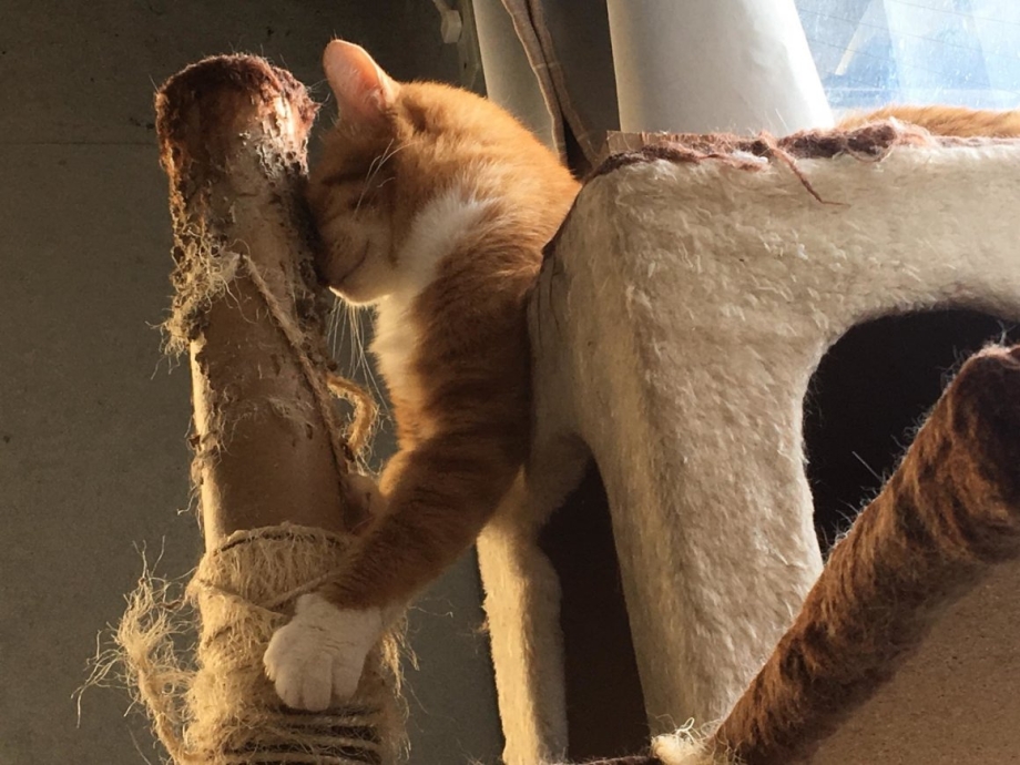 Кот и когтеточка смешные