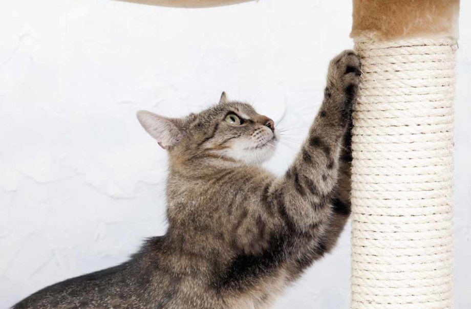 Кошка точит когти