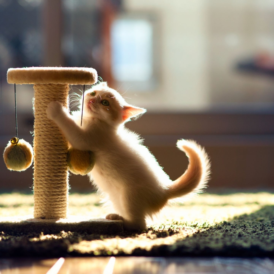 Кот с когтеточкой