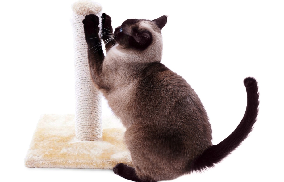 Кошка царапает