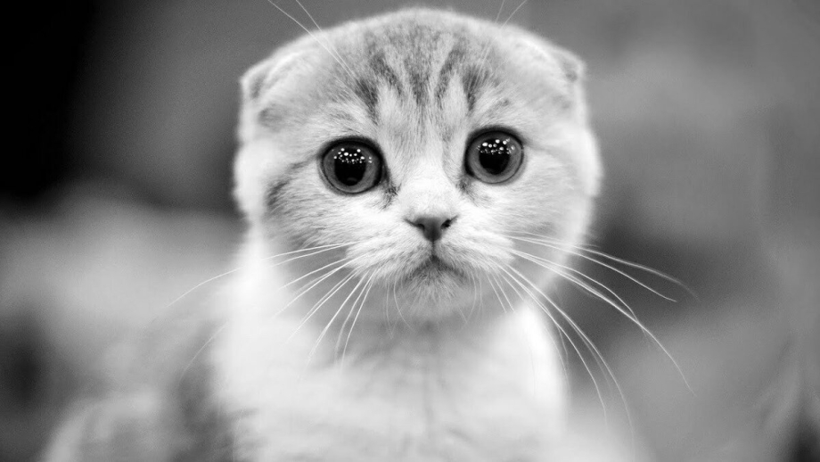 Обиженный котик