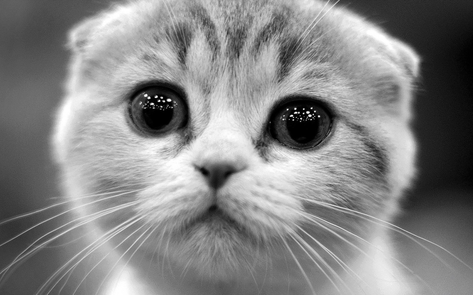 Умоляющий котик