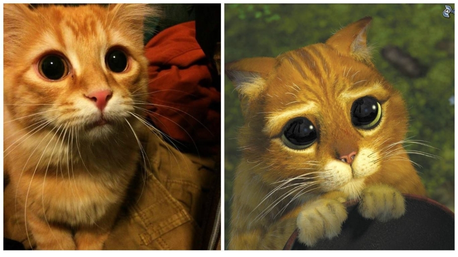 Кот из Шрека глаза