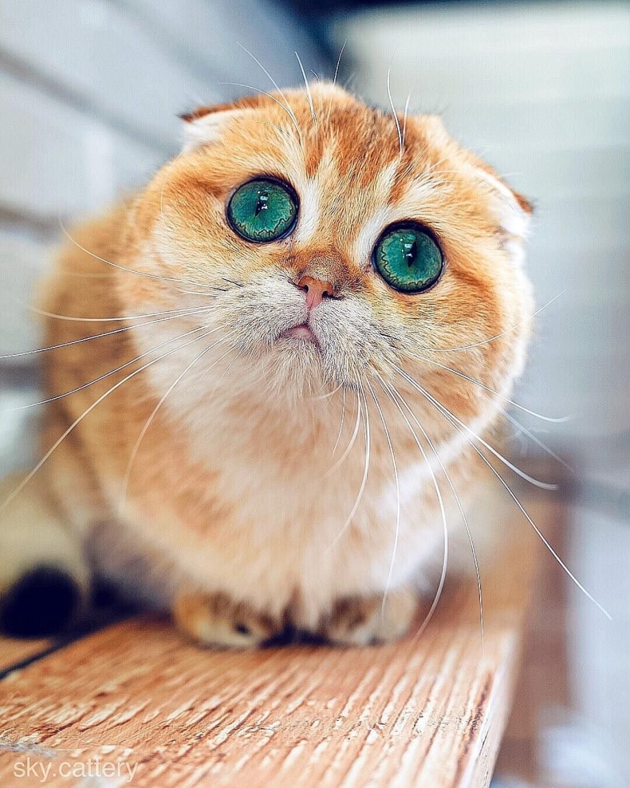 Кот с бирюзовыми глазами