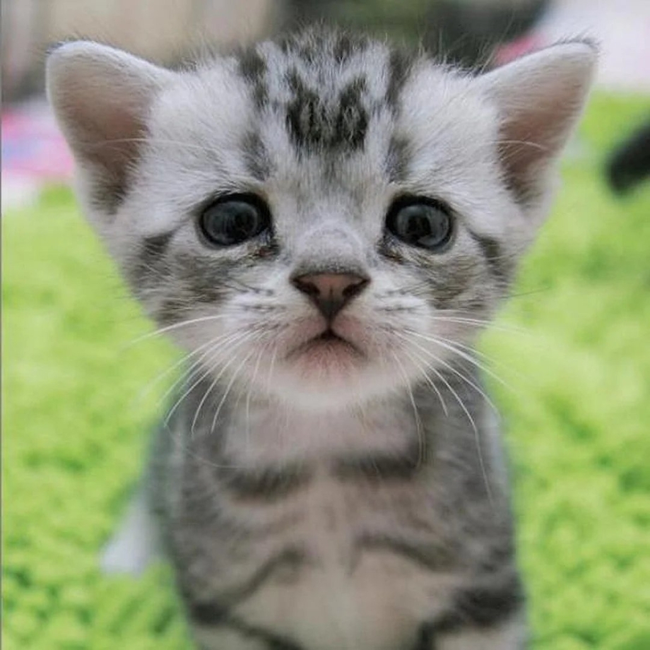 Луху кошка