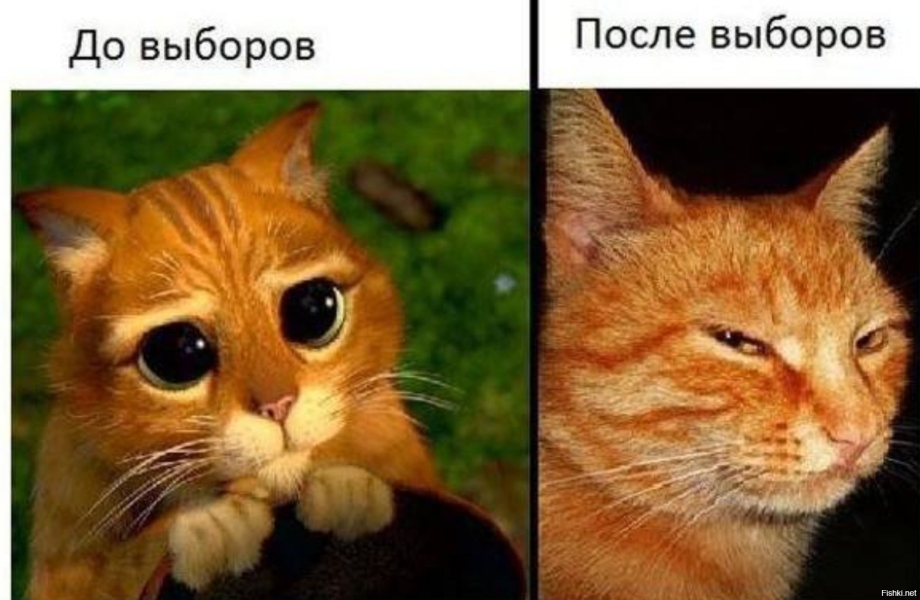 Кот из Шрека