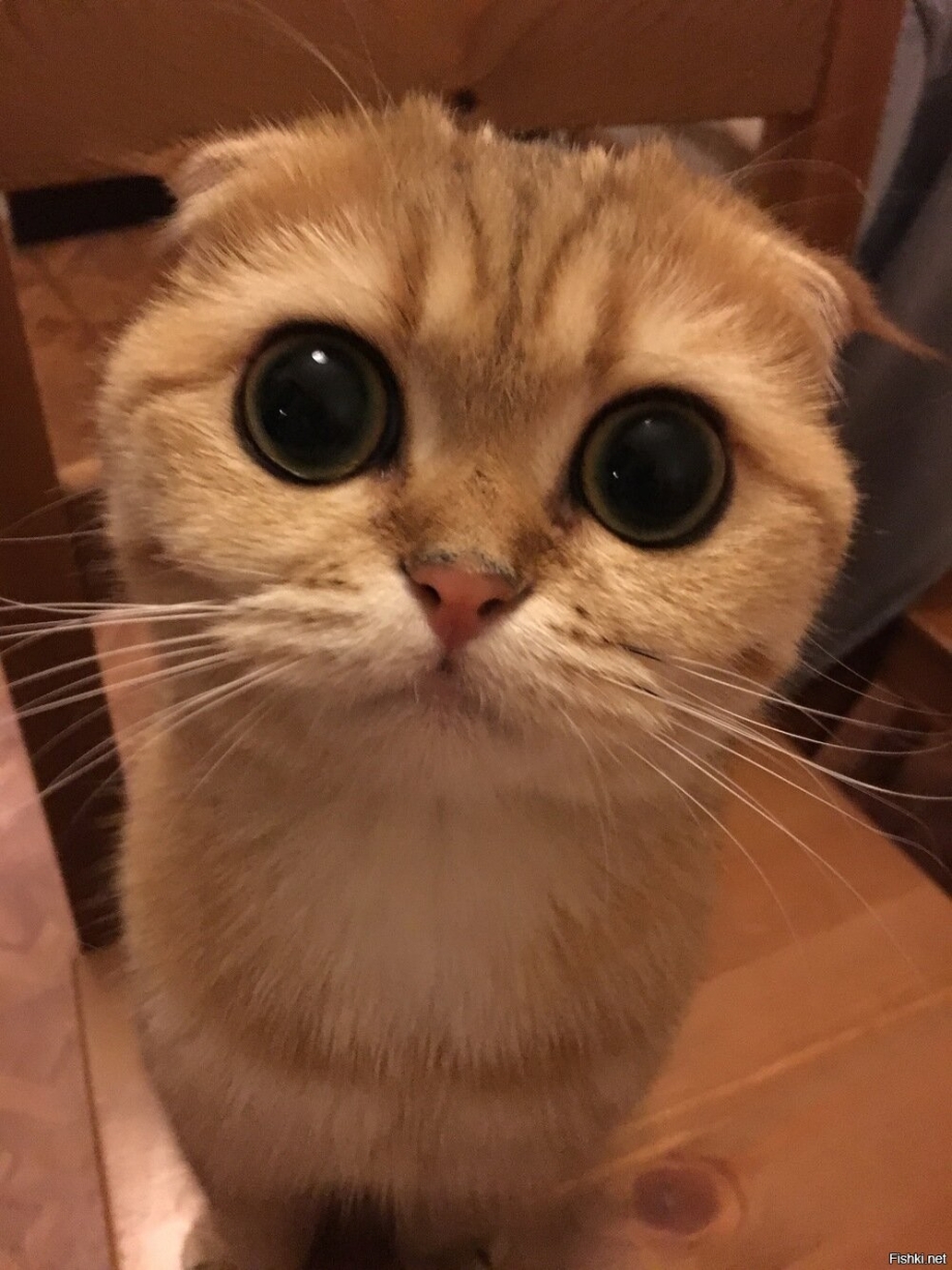 Котик с жалобными глазами