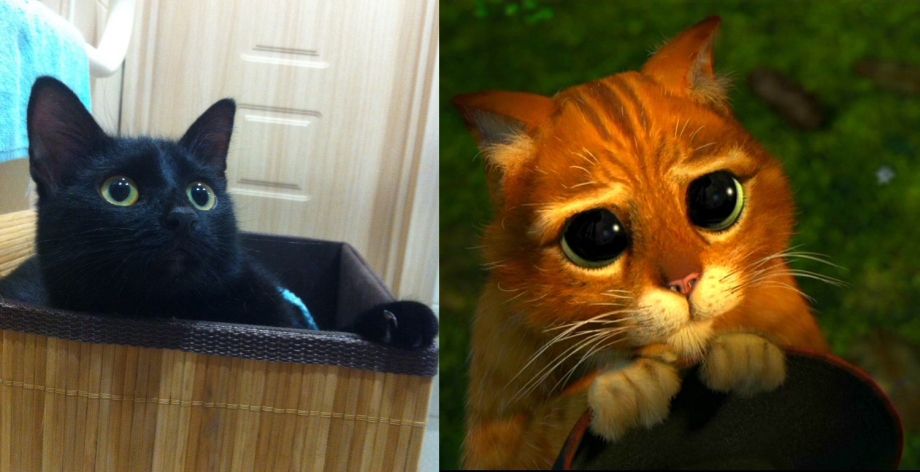 Котик из Шрека