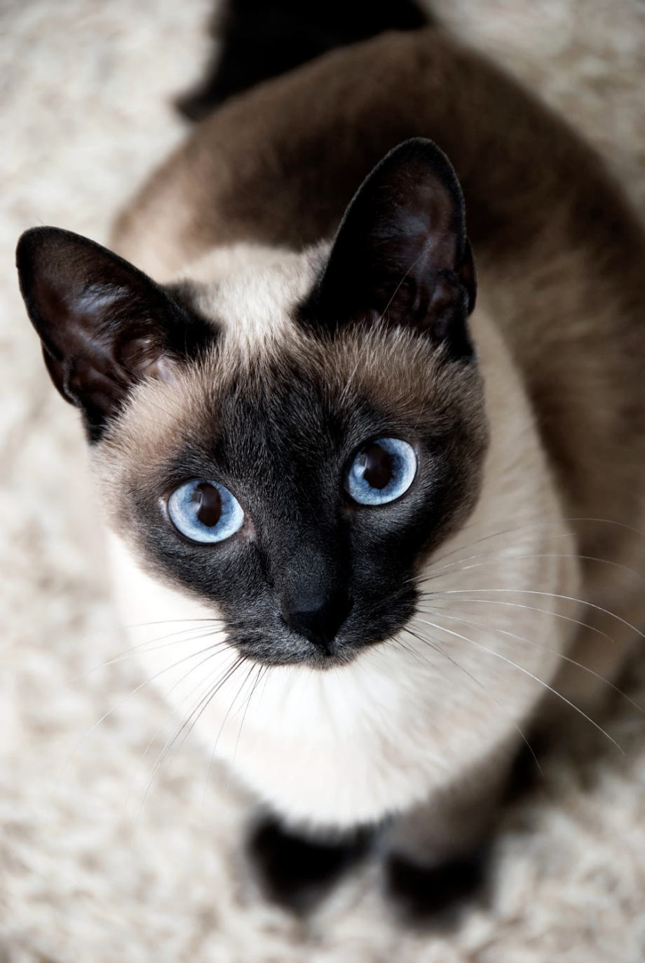 Коты сиамской породы